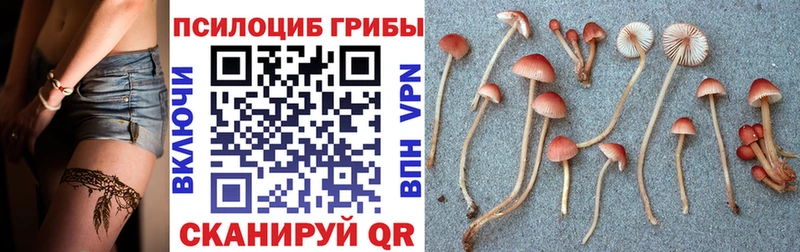 где можно купить наркотик  Алушта  Псилоцибиновые грибы Psilocybe 